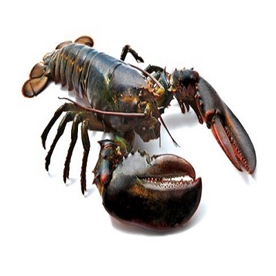 Fresh Quality Wholesale Frozen Lobster / Frozen Lobster Tails Fresh Live Lobster