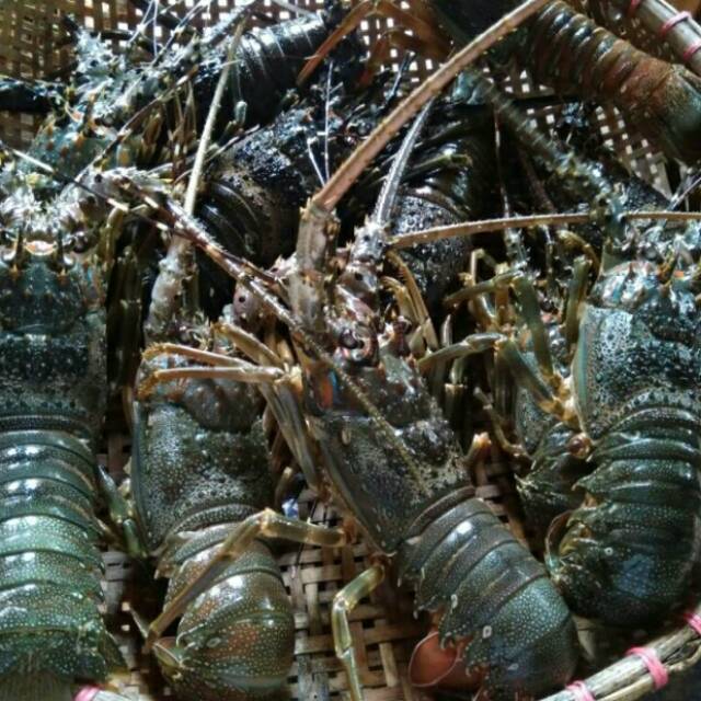 High Quality SPINY LOBSTER ALIVE Freezing Rock Lobster Raw