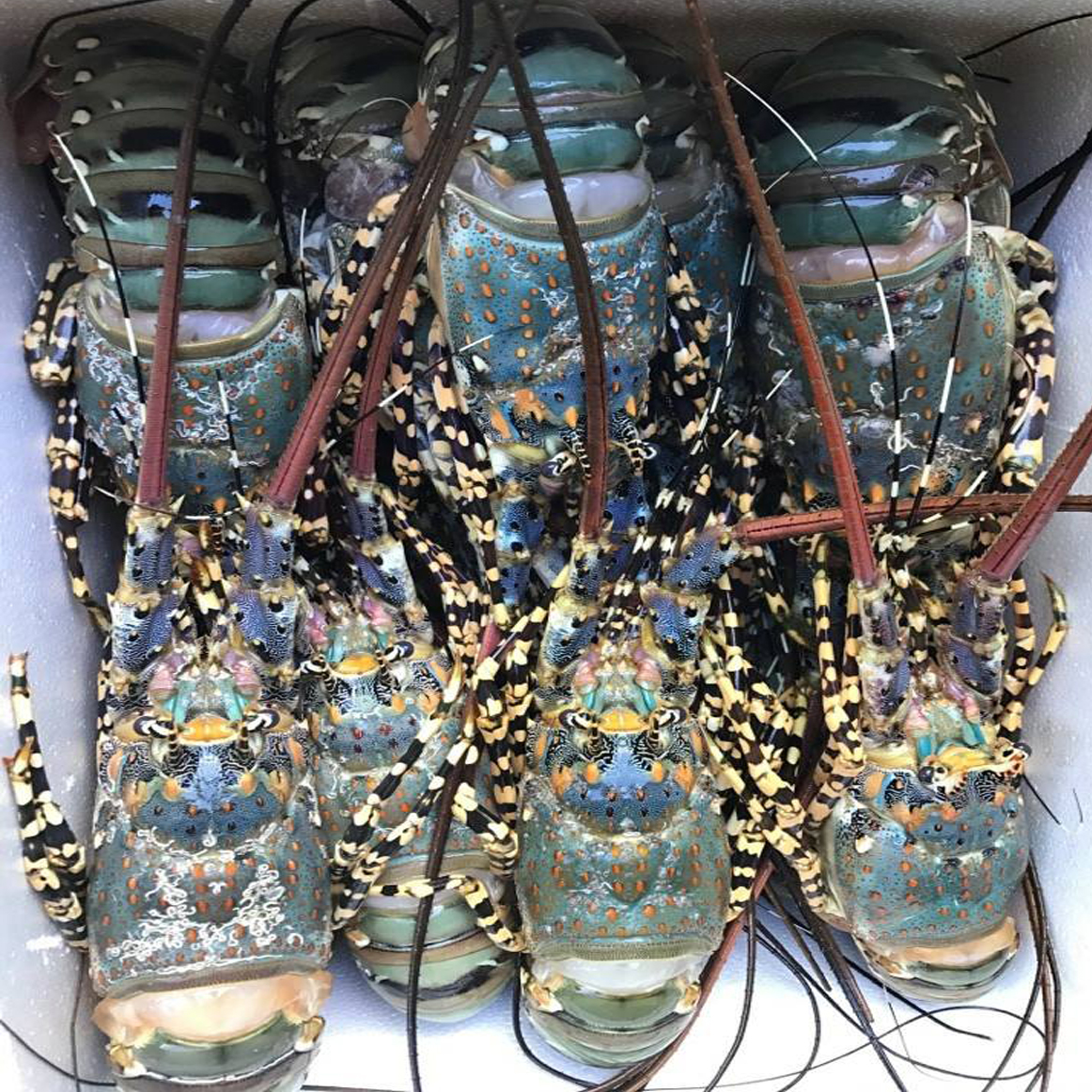 High Quality SPINY LOBSTER ALIVE Freezing Rock Lobster Raw