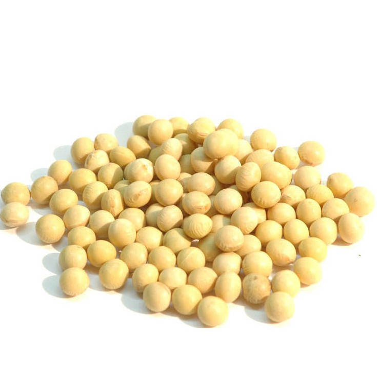 Organic Dried Soy Beans Agricultural Soya Bean Seed Vegetable Protein Food At Wholesale Price Bulk Soybean Meal