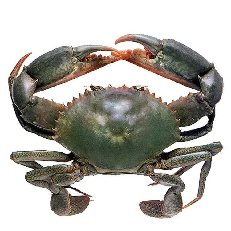 Live Mud Crabs / Frozen mud crab Seafood / Fresh crabs Wholesale price