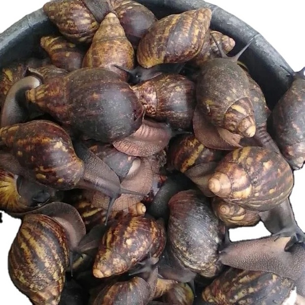 FROZEN FRESH AND DRY AFRICAN GIANT SNAILS ESCARGOT