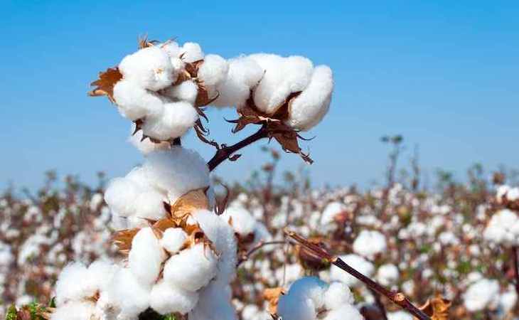 Shankar 6 /S6 Variety Highest Grade and Highest Strength Cotton Bales from Top Listed USA Origin Exporter