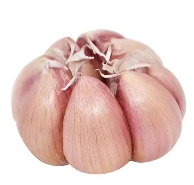 Fresh solo garlic from yunnan single garlic clove wholesale price bulk packing