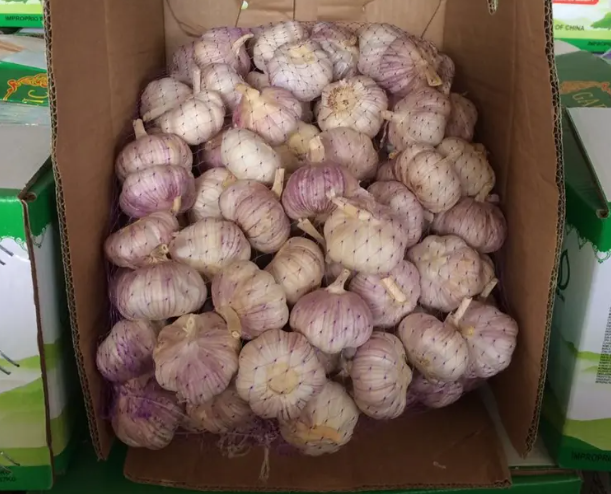 Fresh solo garlic from yunnan single garlic clove wholesale price bulk packing