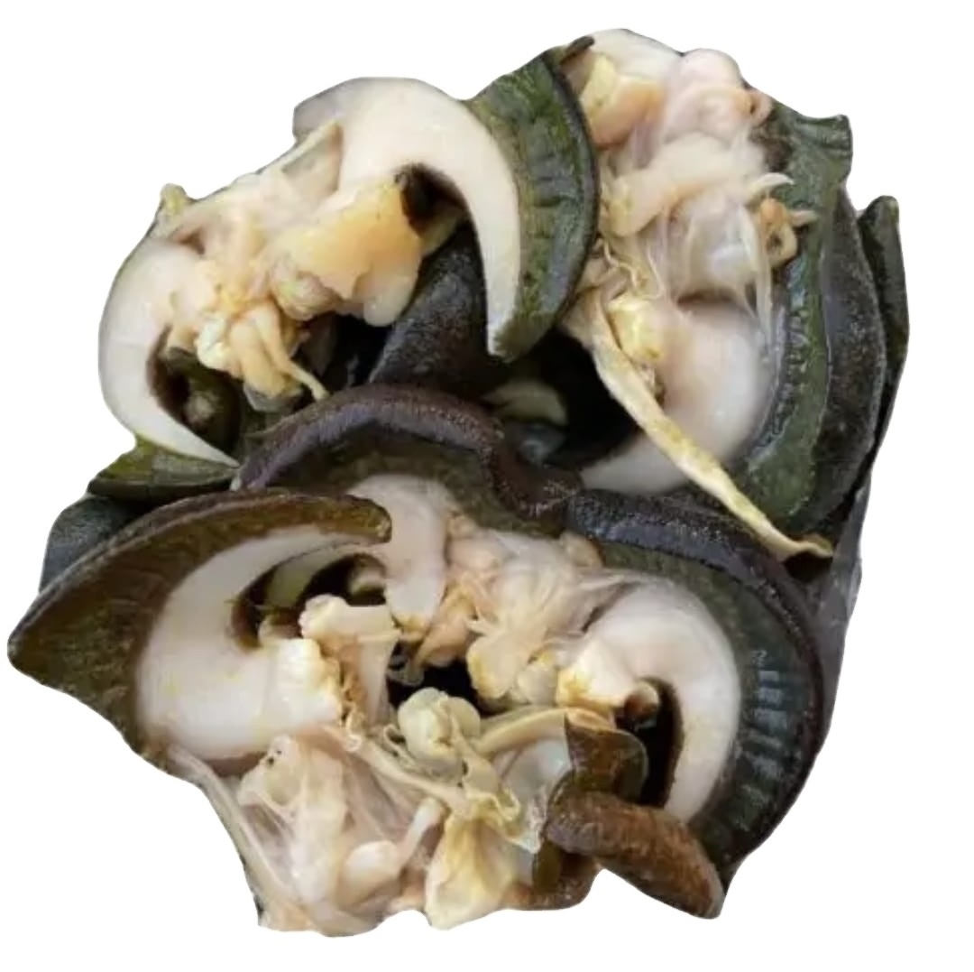 Cheap price arrival Fresh African Giant Snails/Processed Frozen Dried & Alive Snails Escargot