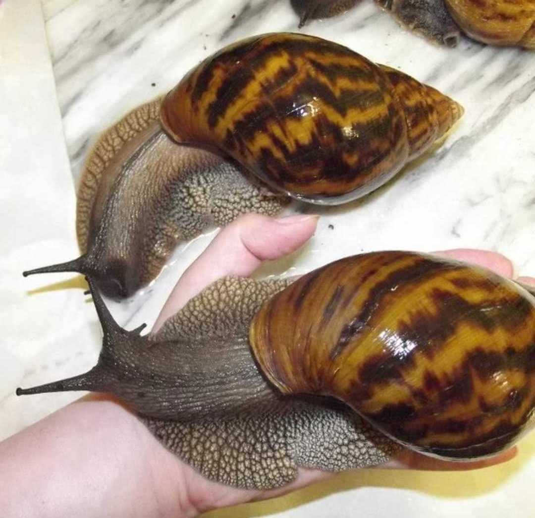 Cheap price arrival Fresh African Giant Snails/Processed Frozen Dried & Alive Snails Escargot