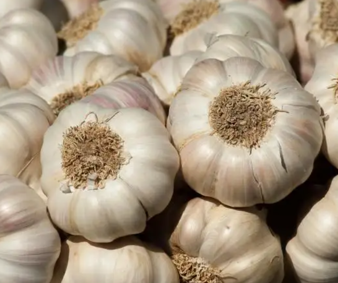 Fresh Harvest White Garlic For Sale at Wholesale Price