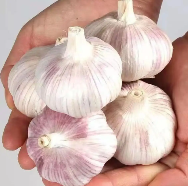 China Garlic Low Price Fresh Red Garlic 4.5cm g1 Mini Garlic and another Size