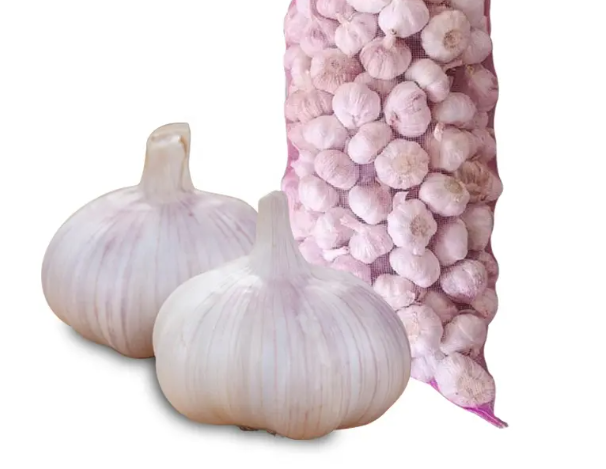 Fresh solo garlic from yunnan single garlic clove wholesale price bulk packing