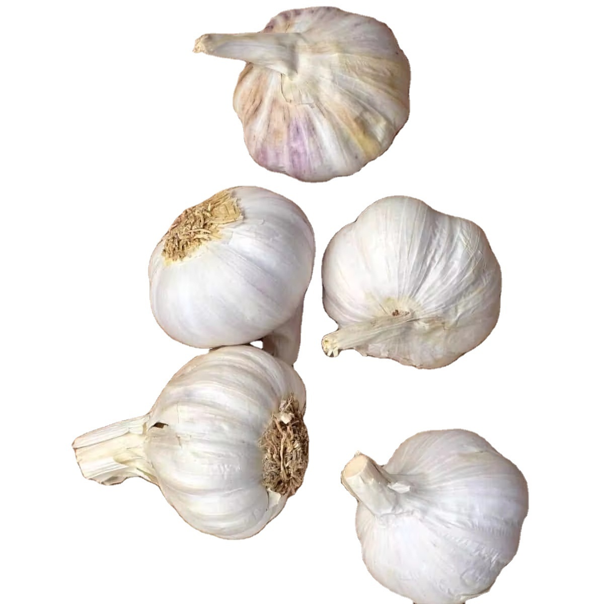 Supplier Fresh Peeled Garlic Cloves 5 lb Garlic Peeled Vacuum Packed USA Fresh Peeled Garlic