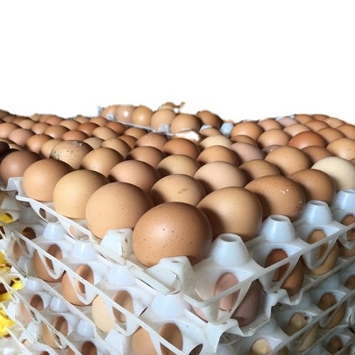 Organic Fresh Chicken Table Eggs from United kingdom Bulk sales/chicken eggs fertile chicken hatching eggs /Fresh Table Eggs /