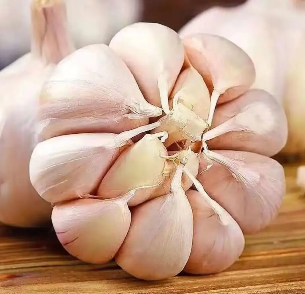 China Garlic Low Price Fresh Red Garlic 4.5cm g1 Mini Garlic and another Size