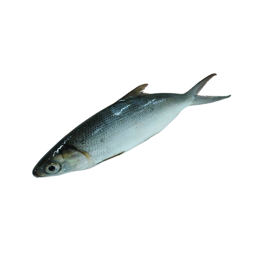 Fast Delivery 500/800 gram Frozen Milkfish Healthy Sea Food for Export Malaysia Fresh Milk Fish