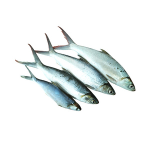 Fast Delivery 500/800 gram Frozen Milkfish Healthy Sea Food for Export Malaysia Fresh Milk Fish