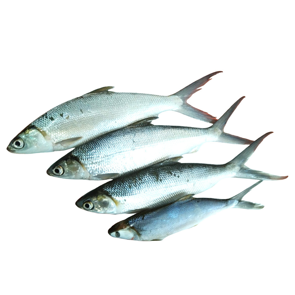 Fast Delivery 500/800 gram Frozen Milkfish Healthy Sea Food for Export Malaysia Fresh Milk Fish