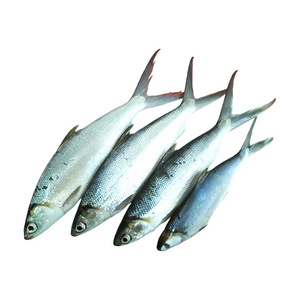 Fast Delivery 300/500 gram Frozen Milkfish Whole Fish Shaped