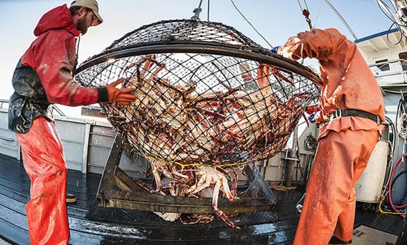 Crawfish Crab Traps for Blue Crabs Crayfish Crawdad Trap Minnow Bait Trap Fish Nets Crab Pots for Chile Market