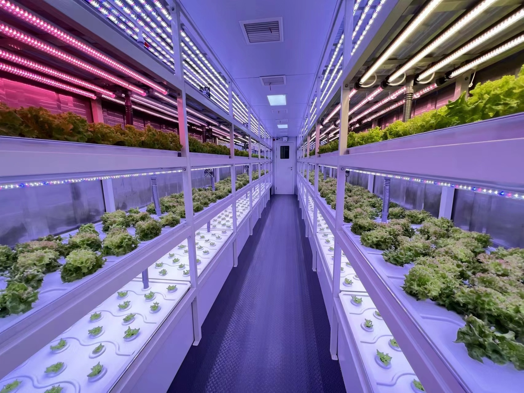 shipping container farm with hydroponic vertical system for vegetable growing container