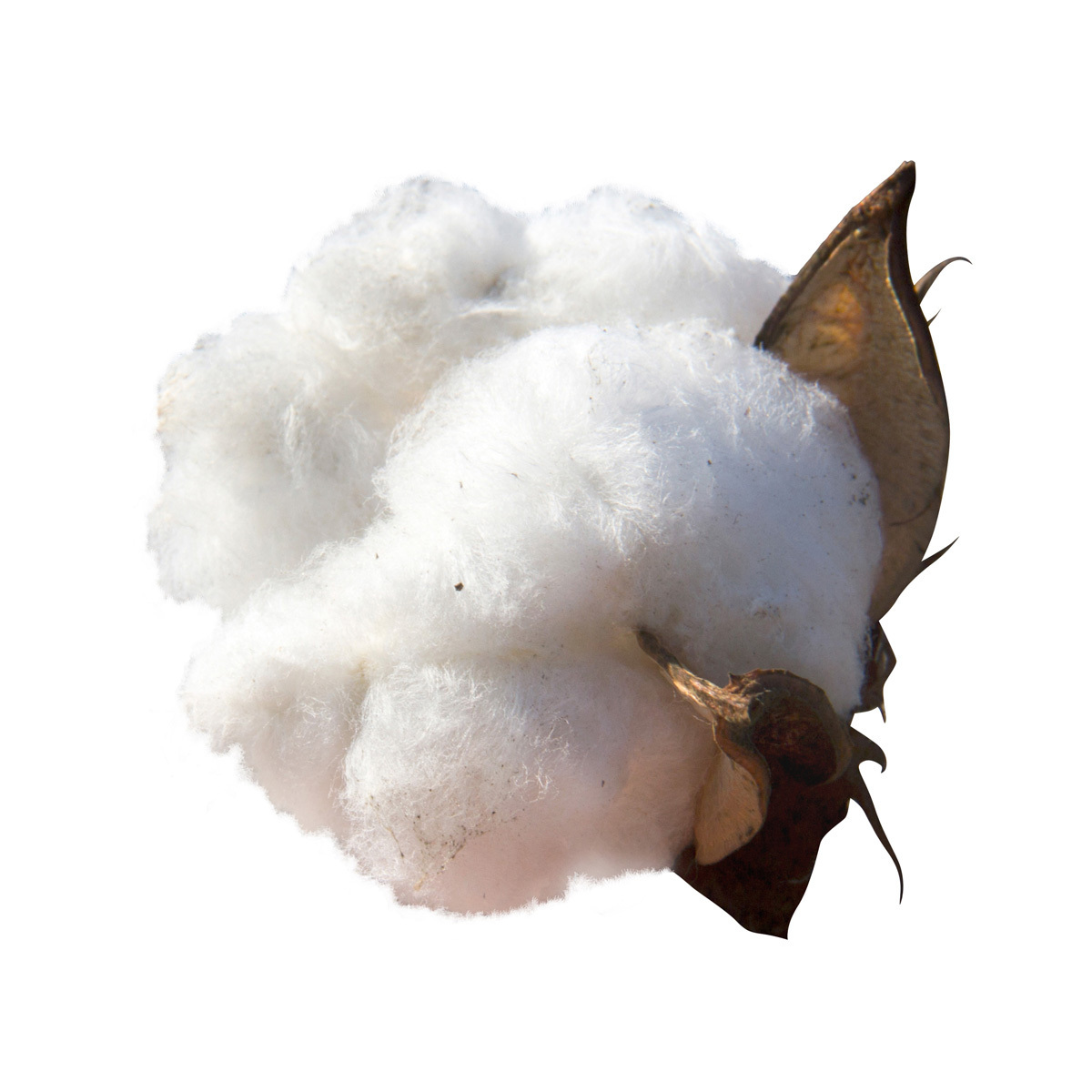 Great quality rolled cotton pulp for sale in bulk worldwide shipping cellulose cotton