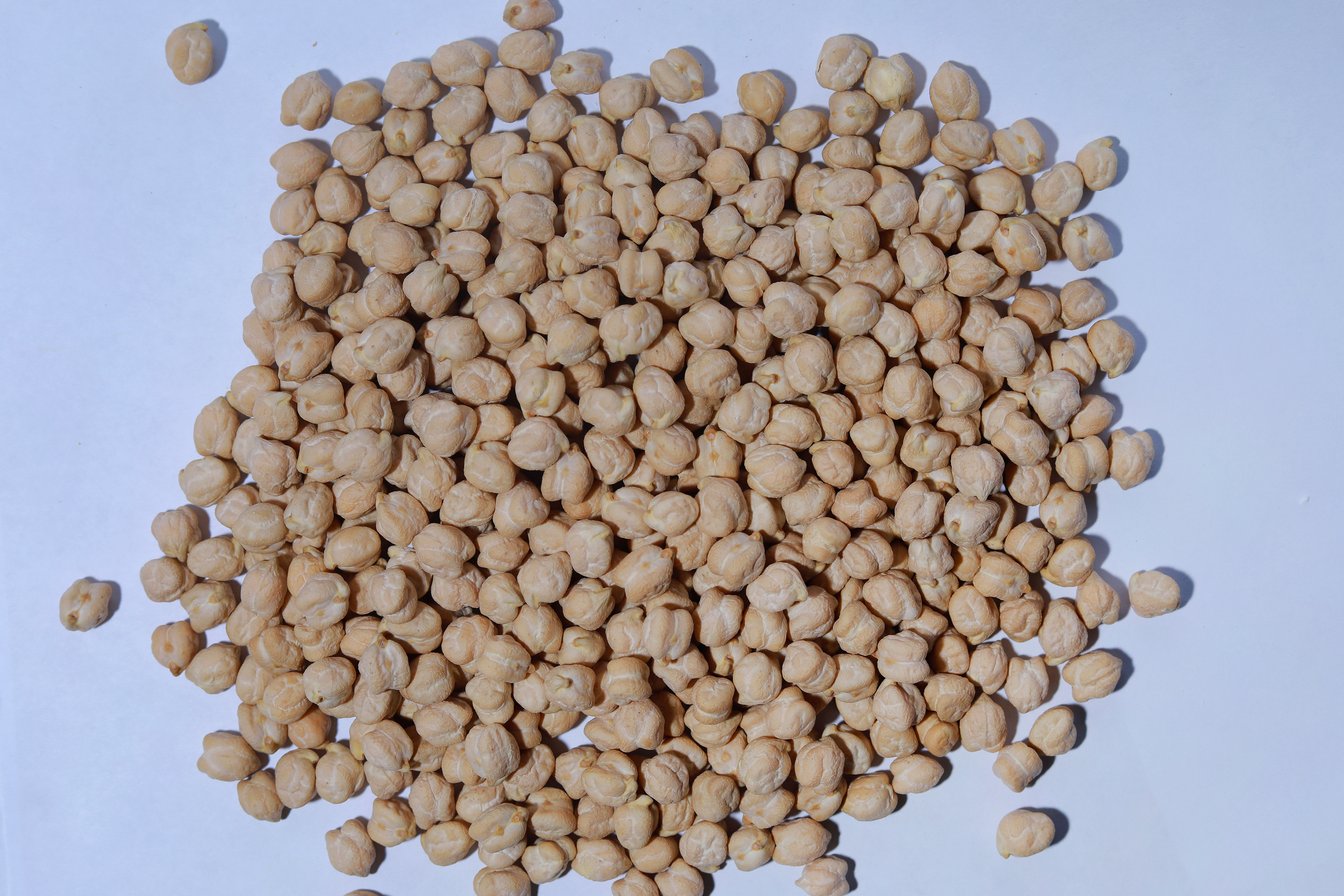 Organic dried raw chickpeas in bulk with certificate from Uzbekistan manufacturer wholesale price for export