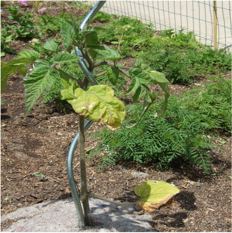 Cheap Price Plant Support Wire / Tomato Growing Spiral / Grape Support Stick