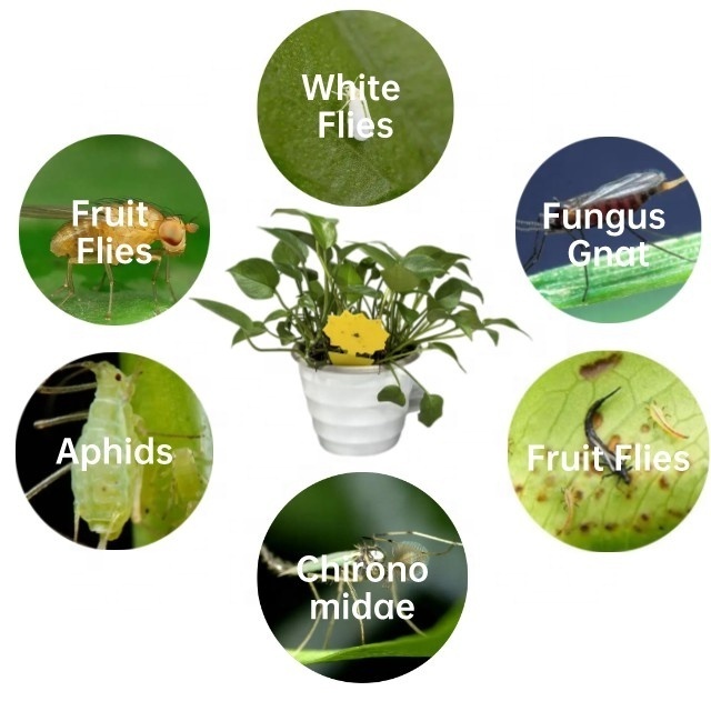 Fruit Fly Traps Indoor Sticky Glue Gnat Trap 12pcs Fungus Gnat Killer for  House Outdoor Plant Fly Paper Flying Insect Catcher