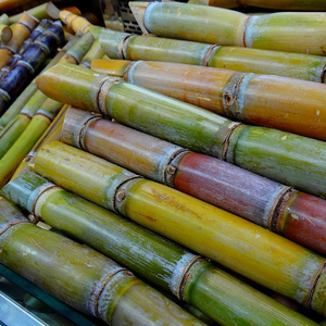 TOP HIGH QUALITY Cute Fresh Sweet Frozen Sugar Cane From Viet Nam - Sven +84 966722357