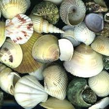 WHOLESALE SEASHELL QUALITY IN VIETNAM