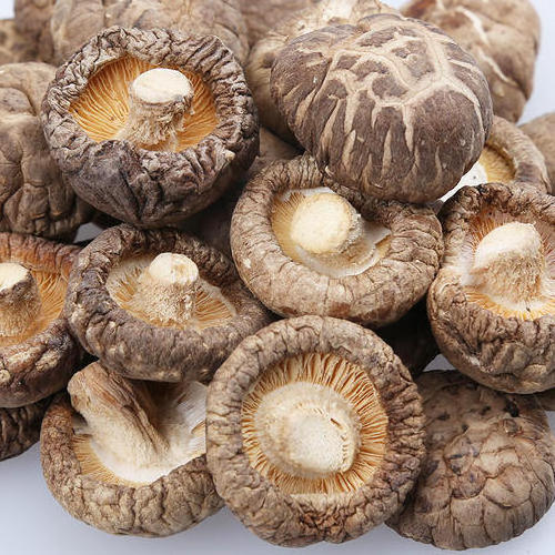 SHIITAKE MUSHROOM - 1 best selling product in Vietnam, high quality and good for health - HANA