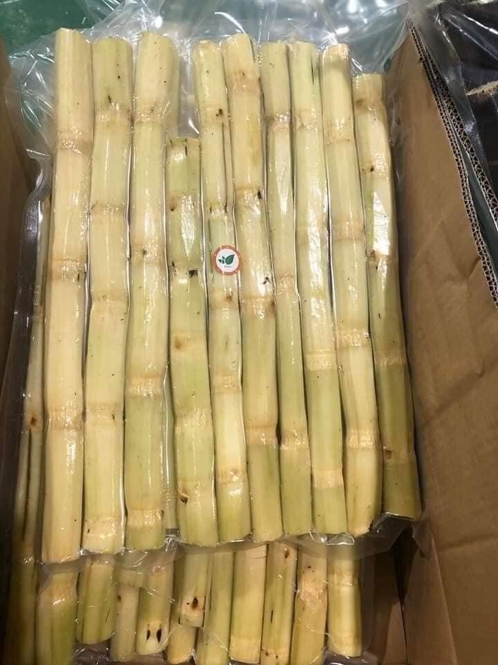 TOP HIGH QUALITY Cute Fresh Sweet Frozen Sugar Cane From Viet Nam - Sven +84 966722357