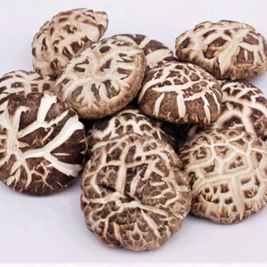 High quality shiitake mushrooms, qualified for bulk export, come from a Vietnamese supplier// Hana