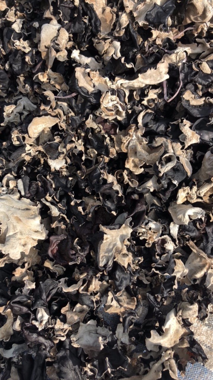 BLACK FUNGUS VIETNAM High quality Mushroom - Reasonable Price - Various Type and Grade - Wholesale 2023//DC