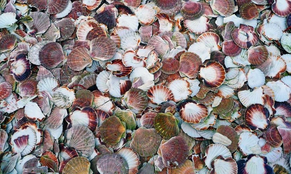 WHOLESALE SEASHELL QUALITY IN VIETNAM