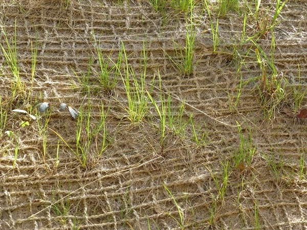 COIR NET/ COMPRESSED COCONUT FIBER SHEETS / COCO/Ms. Tracy