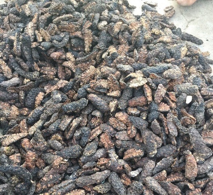 Dried Noni Fruit Viet Nam Origin (wholesaler) // Amber +84383004939