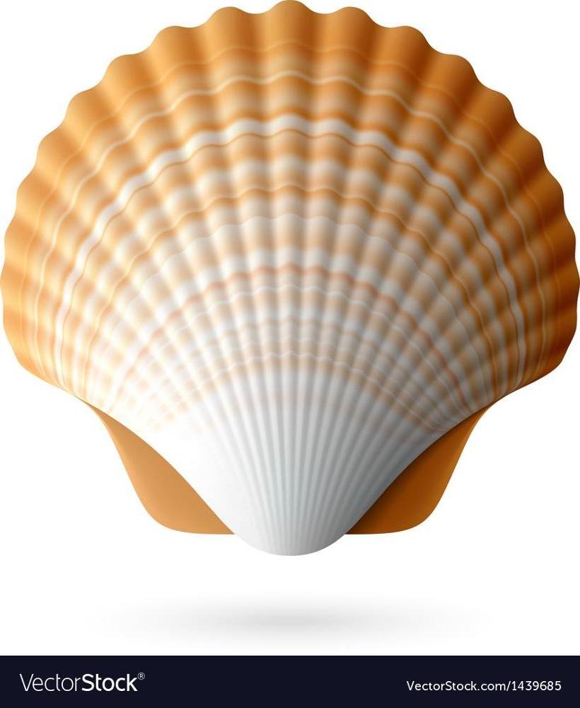 WHOLESALE SEASHELL QUALITY IN VIETNAM