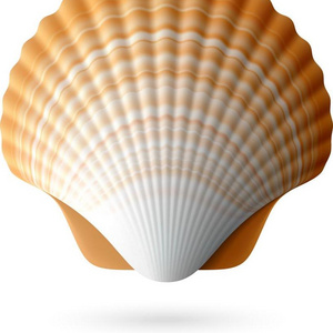 WHOLESALE SEASHELL QUALITY IN VIETNAM