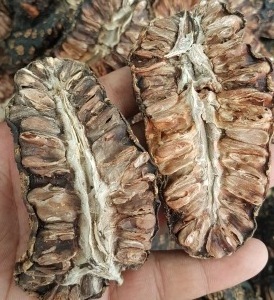 High Grade Dried Noni Fruit / Amber +84383004939