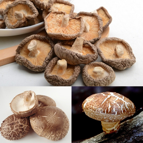 High quality dried shiitake mushroom, good price from Vietnam// Hana