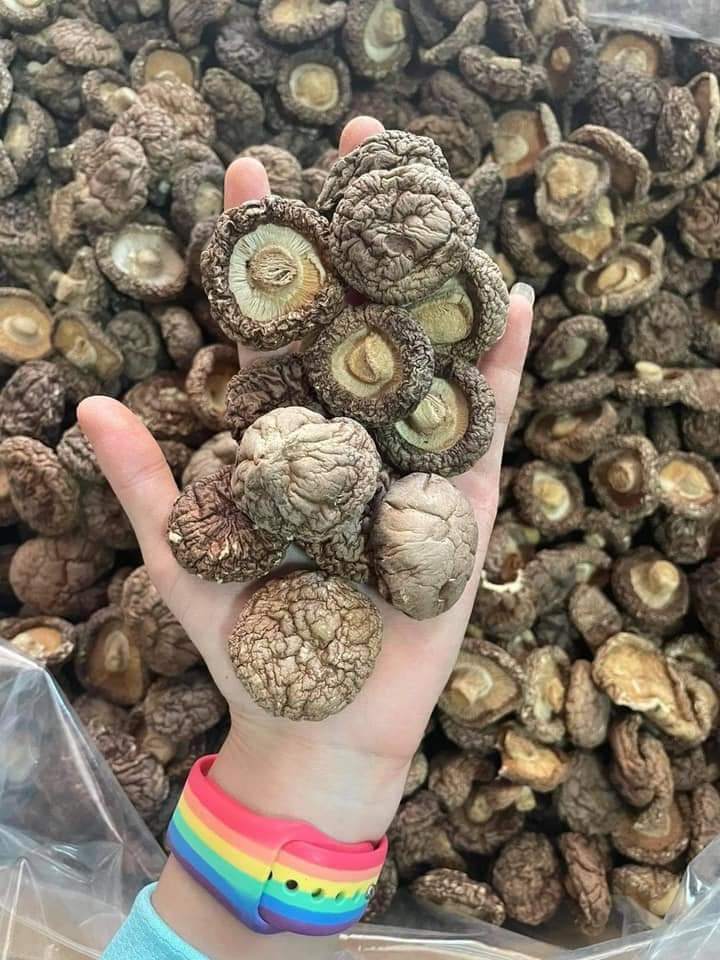 Premium grade dried shiitake mushroom wholesale good price from Vietnam - Cook dried mushrooms// Hana