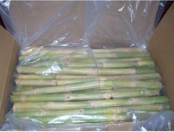 TOP HIGH QUALITY Cute Fresh Sweet Frozen Sugar Cane From Viet Nam - Sven +84 966722357