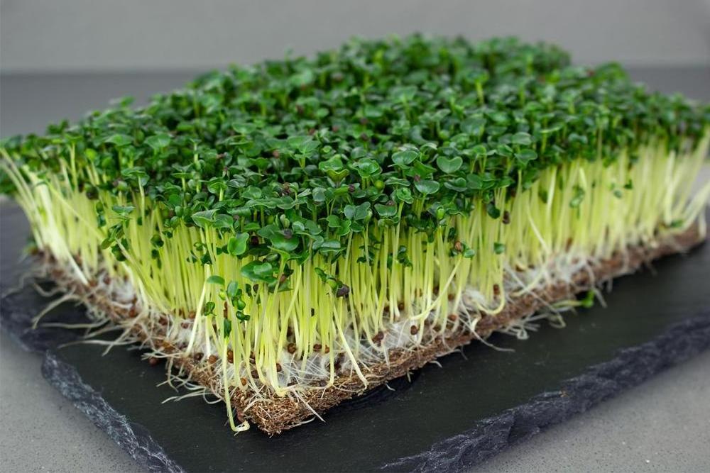 ORGANIC NATURAL COCONUT FIBER GROW MAT/ BIODEGRADABLE COIR SHEET FOR MICROGREEN