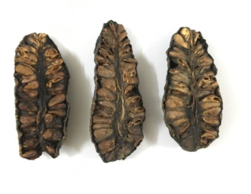 High Grade Dried Noni Fruit / Amber +84383004939