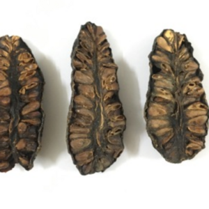 High Grade Dried Noni Fruit / Amber +84383004939