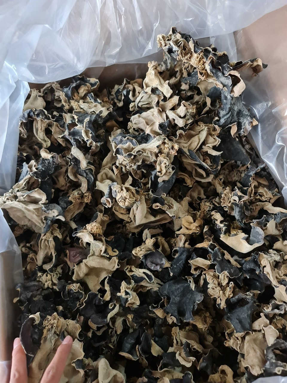 VIETNAM MUSHROOM -BLACK FUNGUS  High quality Mushroom - Reasonable Price - Various Type - Wholesale 2023//DC