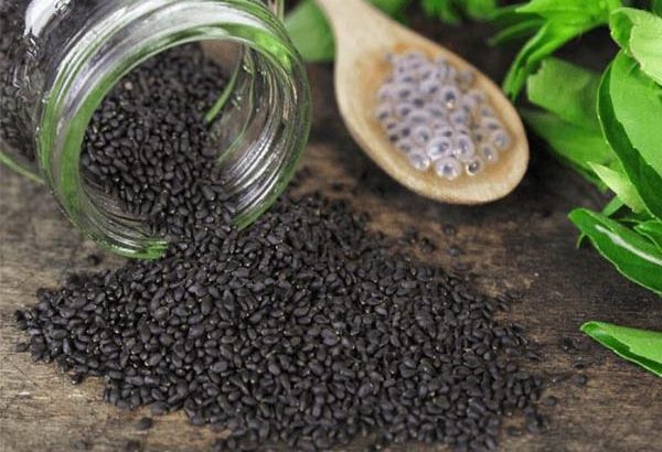 nut Organic basil Seeds best price from VietNam hot sales 2021 MARY