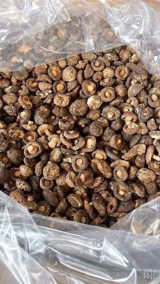 Bulk Dried VietNam Shiitake Mushroom for cook large quantity export/ Cultivated Edible Fungus - Ms.Shyn Tran +8438208910