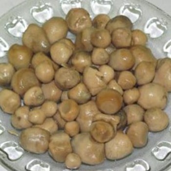 Vietnam best supplier Canned Straw Mushroom in high quality for export Lily +84 906927736