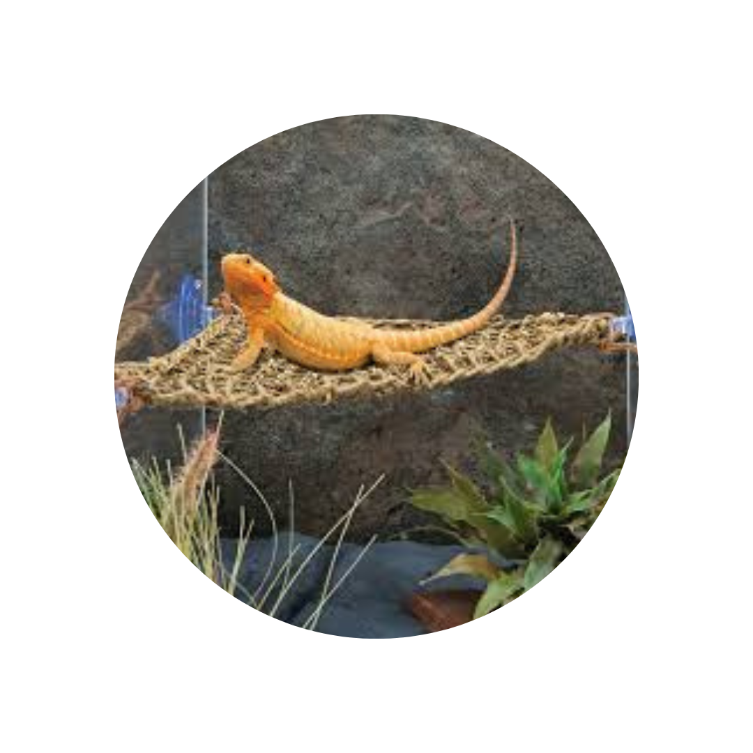 100% Natural Seagrass Fiber Great for Bearded Dragon - Lizard Hammock Reptile Hanging Sleeping Beds/ Ms.Thi +84 988 872 713